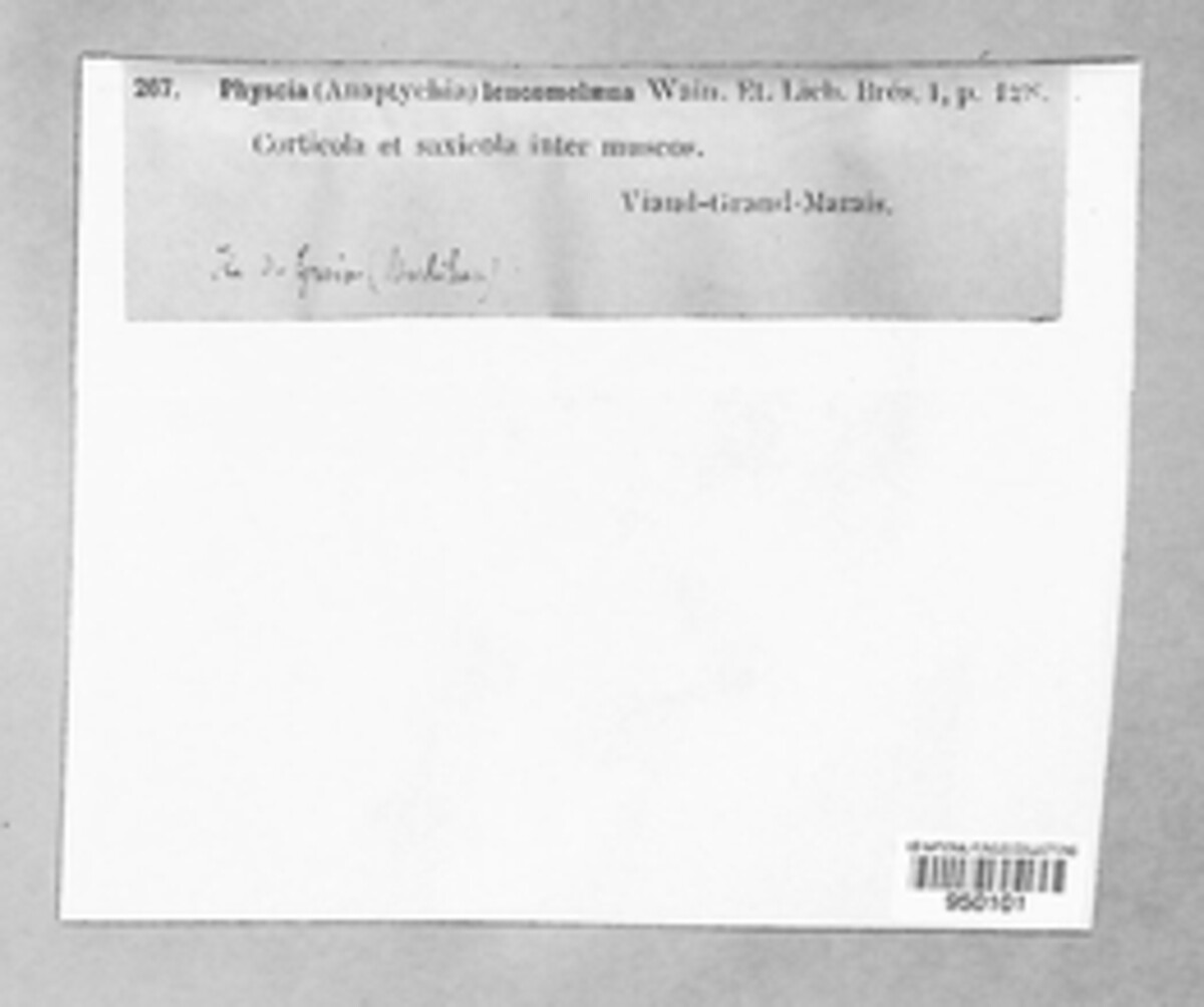 Physcia leucomelaena image